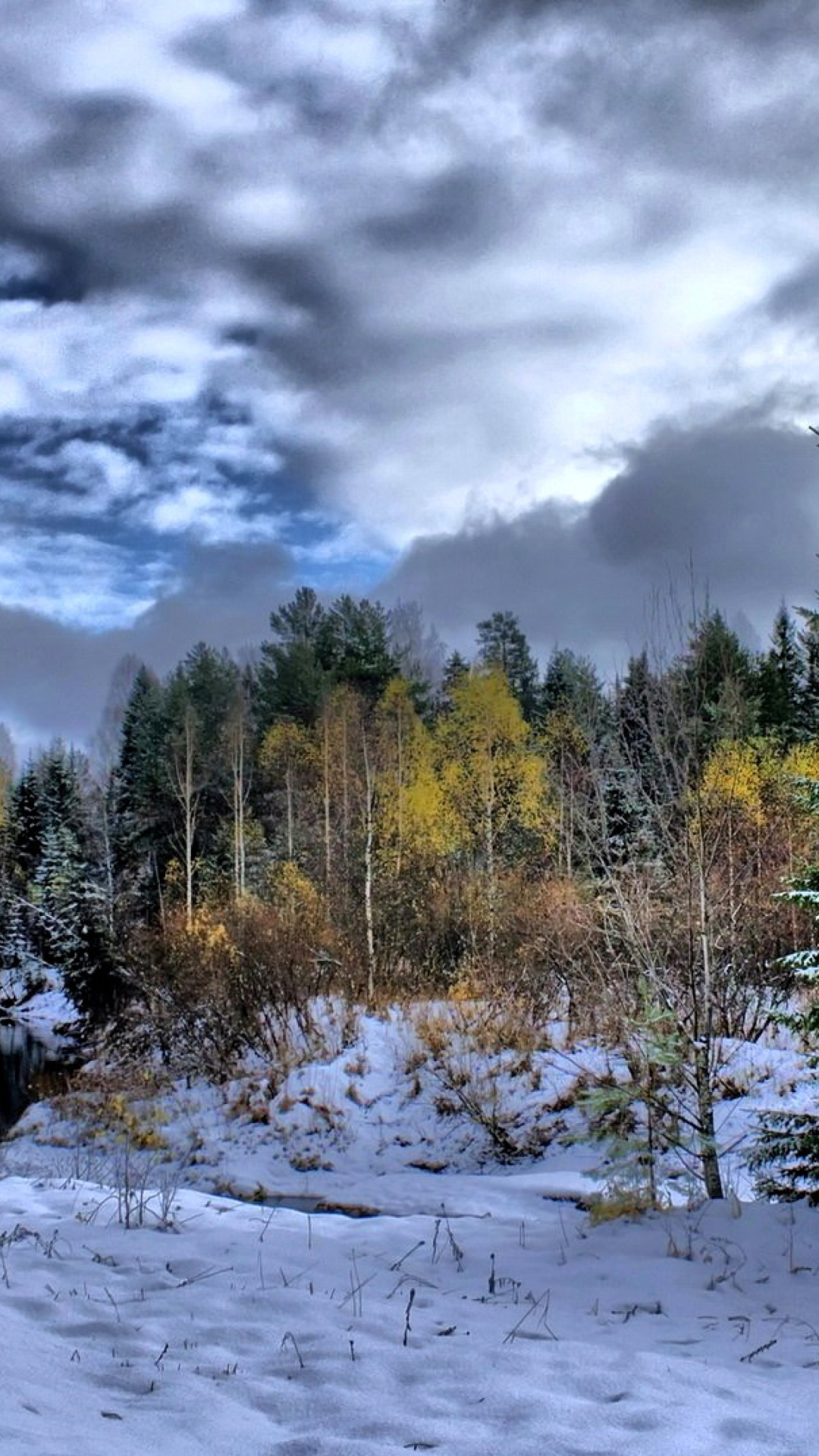 Winter in taiga forest screenshot #1 1080x1920