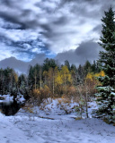 Winter in taiga forest wallpaper 128x160