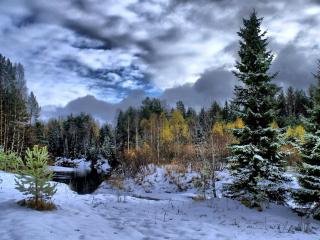 Winter in taiga forest screenshot #1 320x240