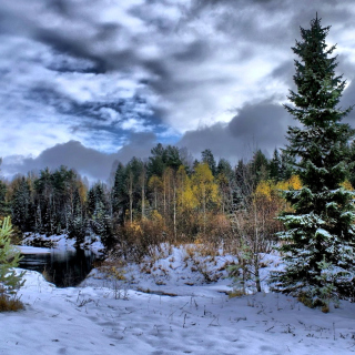 Winter in taiga forest - Obrázkek zdarma pro iPad Air