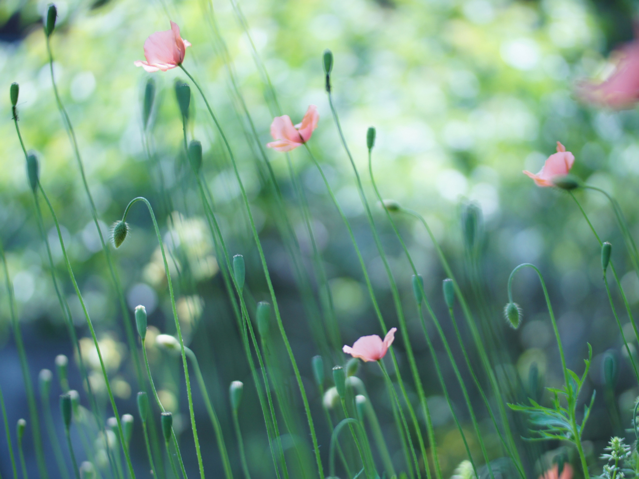 Fondo de pantalla Soft Pink Poppies 1280x960