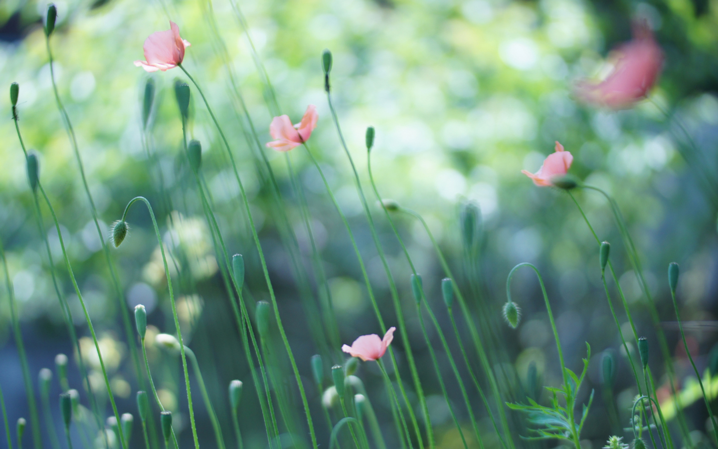 Обои Soft Pink Poppies 1440x900