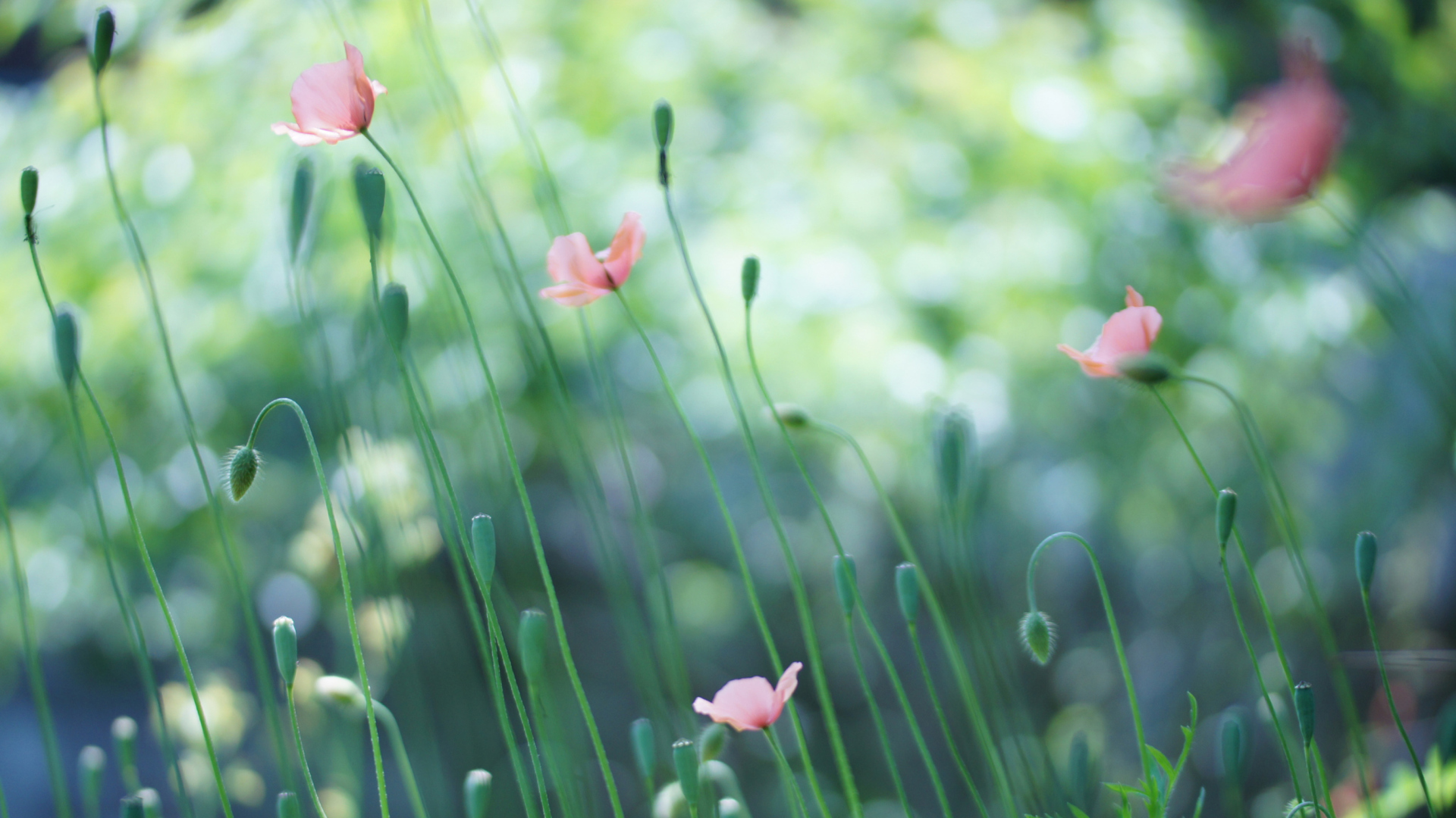 Screenshot №1 pro téma Soft Pink Poppies 1920x1080