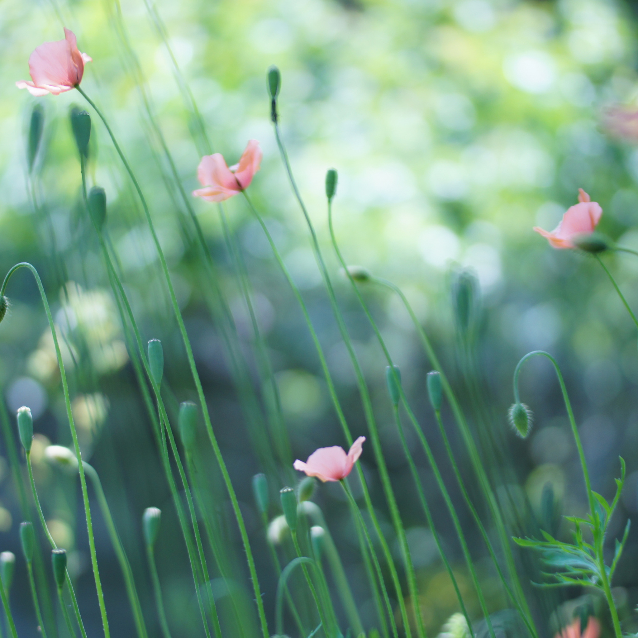 Screenshot №1 pro téma Soft Pink Poppies 2048x2048