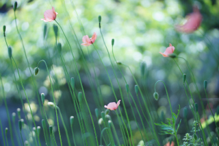 Soft Pink Poppies - Obrázkek zdarma pro Nokia Asha 302