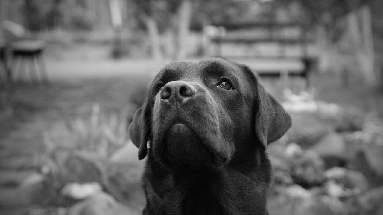 Labrador Retriever wallpaper 1280x720