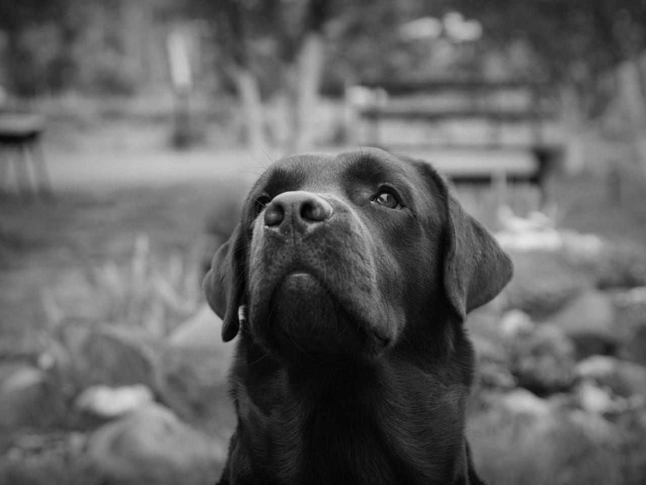 Обои Labrador Retriever 1280x960