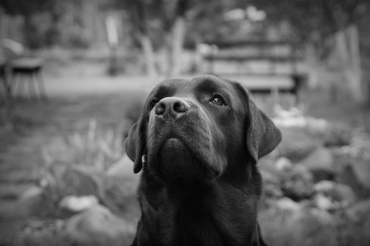 Sfondi Labrador Retriever