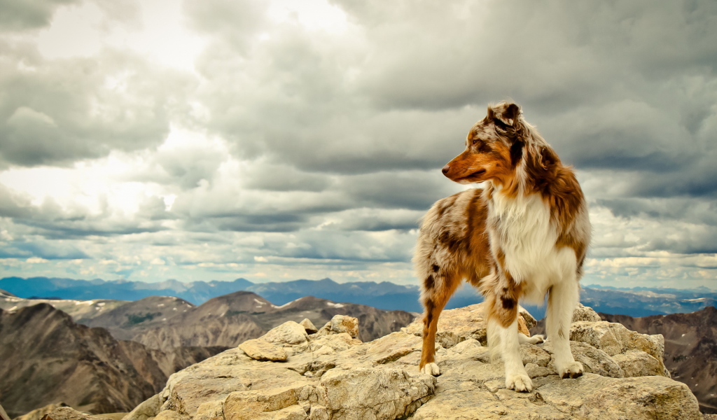 Das Dog On Top Of Mountain Wallpaper 1024x600