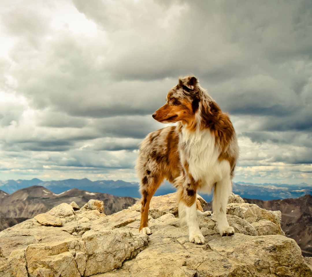 Fondo de pantalla Dog On Top Of Mountain 1080x960