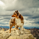 Das Dog On Top Of Mountain Wallpaper 128x128