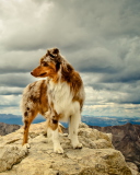 Screenshot №1 pro téma Dog On Top Of Mountain 128x160