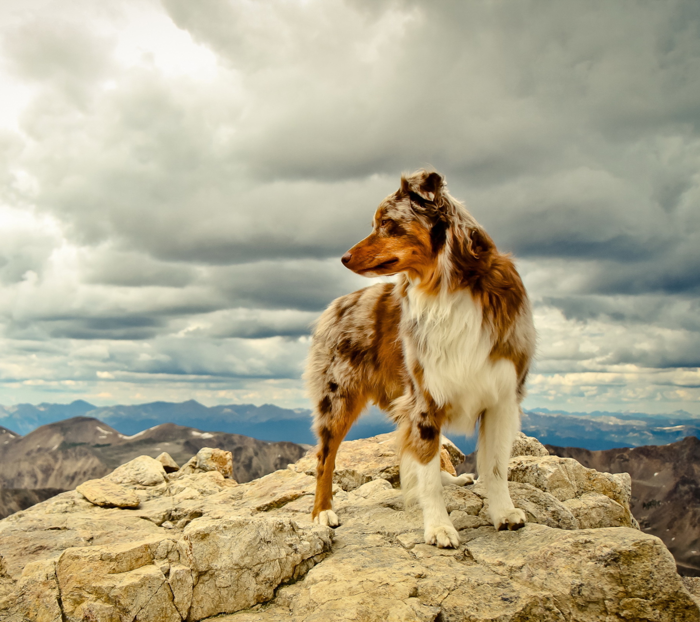 Fondo de pantalla Dog On Top Of Mountain 1440x1280