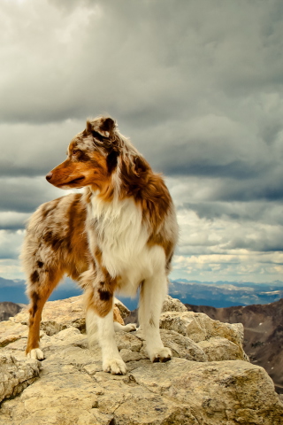 Screenshot №1 pro téma Dog On Top Of Mountain 320x480