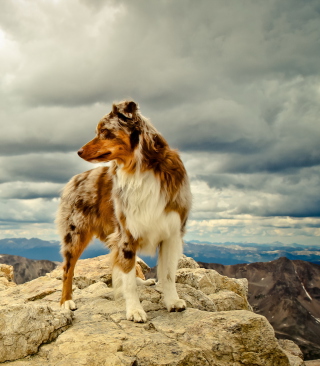 Dog On Top Of Mountain - Obrázkek zdarma pro Nokia Asha 305