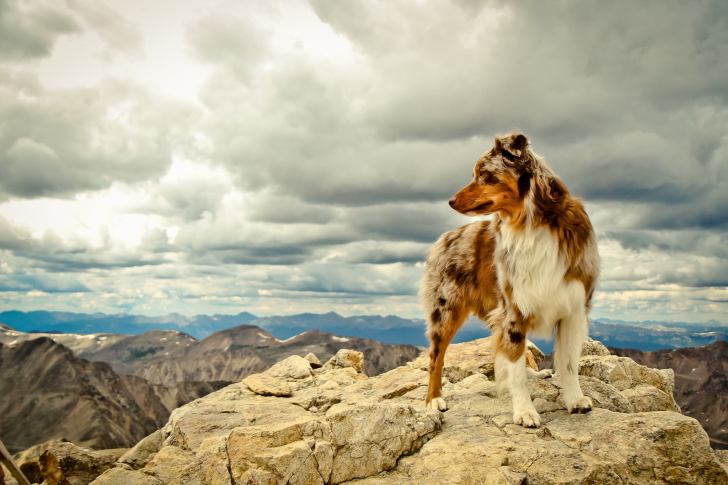 Обои Dog On Top Of Mountain