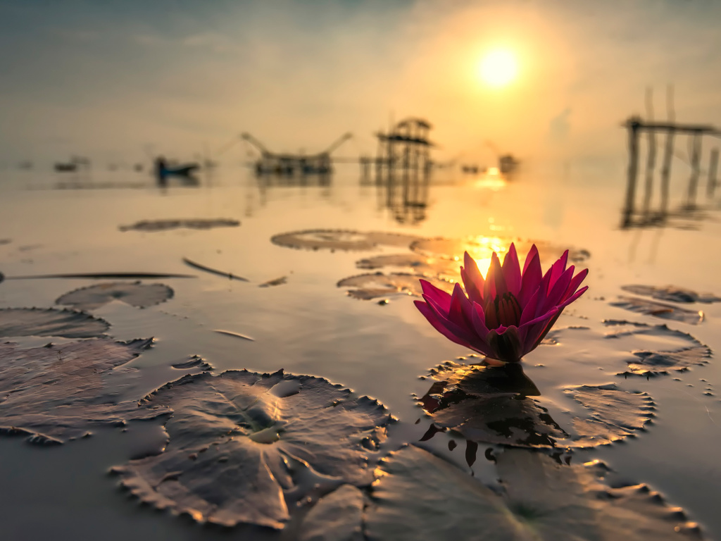 Screenshot №1 pro téma Lotus on Thailand Pond in Kumphawapi 1024x768