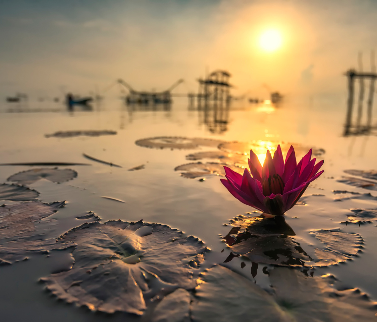 Screenshot №1 pro téma Lotus on Thailand Pond in Kumphawapi 1200x1024