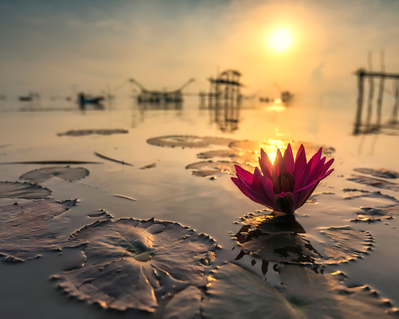 Обои Lotus on Thailand Pond in Kumphawapi 1280x1024