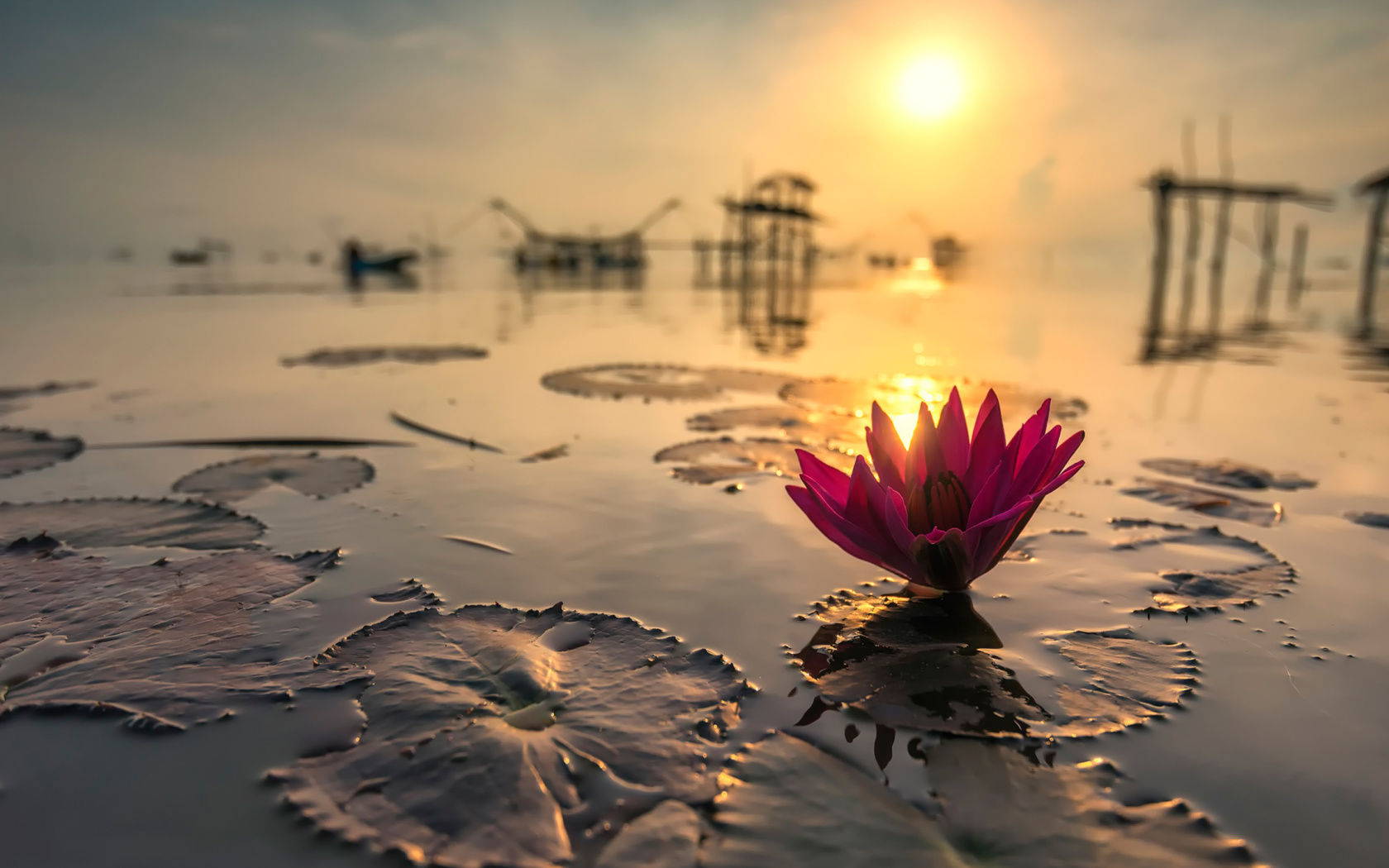 Screenshot №1 pro téma Lotus on Thailand Pond in Kumphawapi 1680x1050