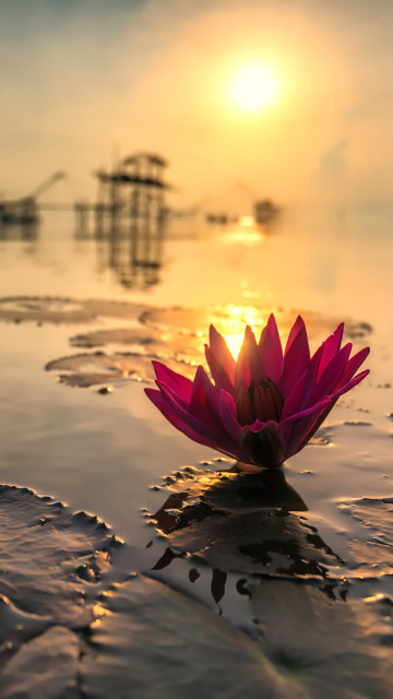 Fondo de pantalla Lotus on Thailand Pond in Kumphawapi 360x640