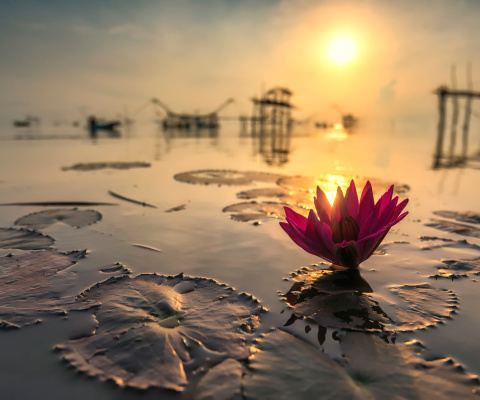 Fondo de pantalla Lotus on Thailand Pond in Kumphawapi 480x400