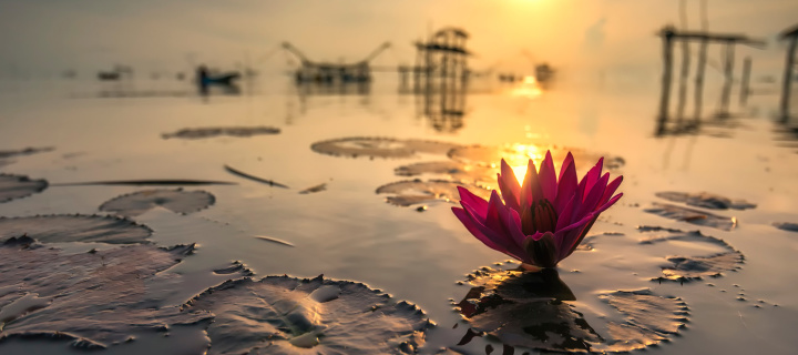 Обои Lotus on Thailand Pond in Kumphawapi 720x320