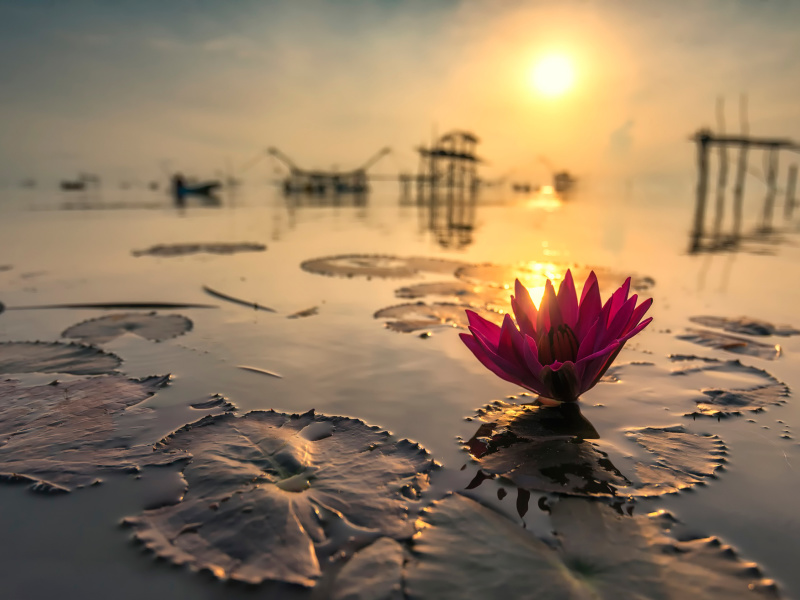 Screenshot №1 pro téma Lotus on Thailand Pond in Kumphawapi 800x600