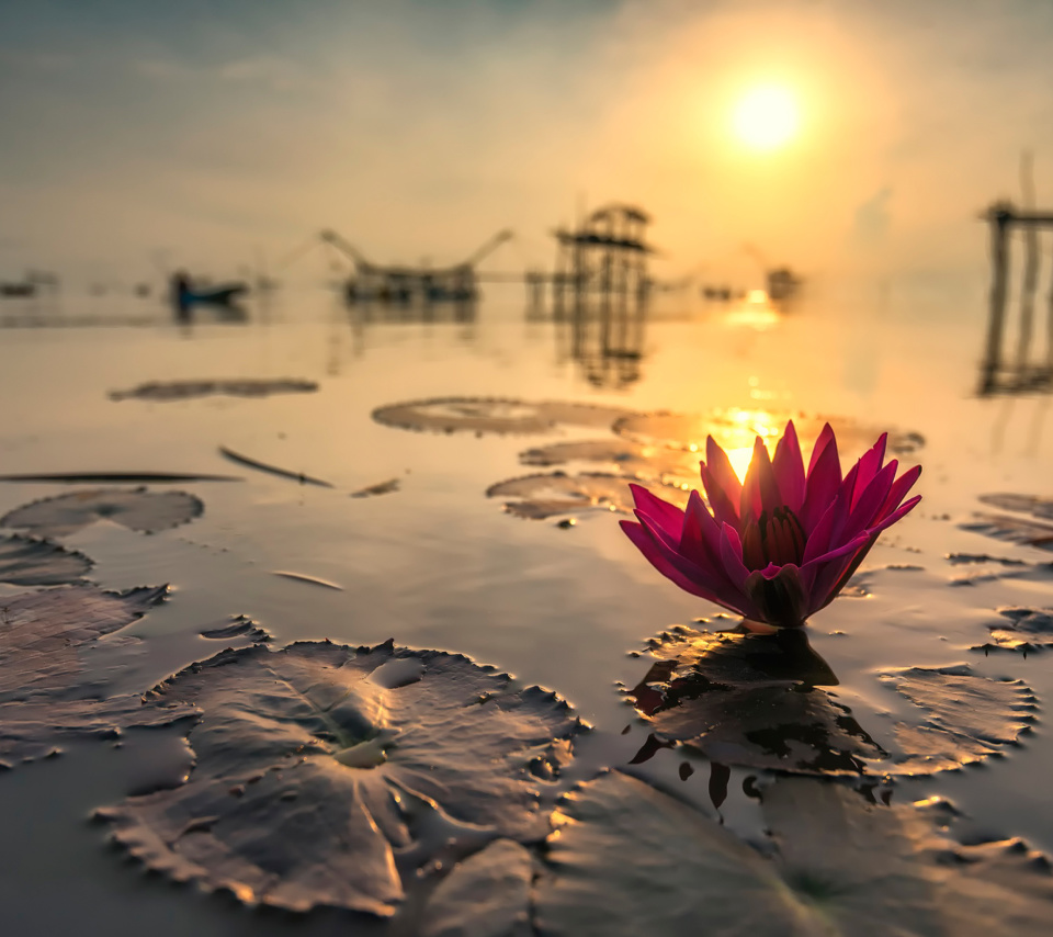 Fondo de pantalla Lotus on Thailand Pond in Kumphawapi 960x854