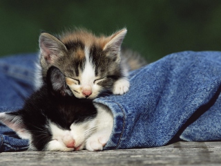 Cute Cats And Jeans wallpaper 320x240