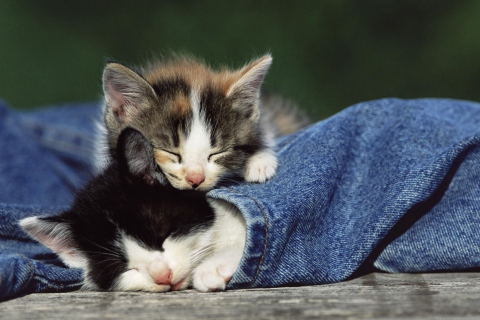 Cute Cats And Jeans wallpaper 480x320