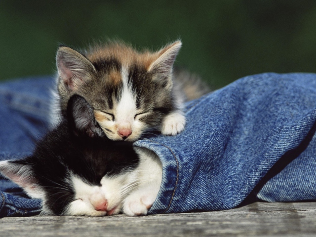 Cute Cats And Jeans wallpaper 640x480