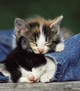 Cute Cats And Jeans - Obrázkek zdarma pro Nokia Asha 306