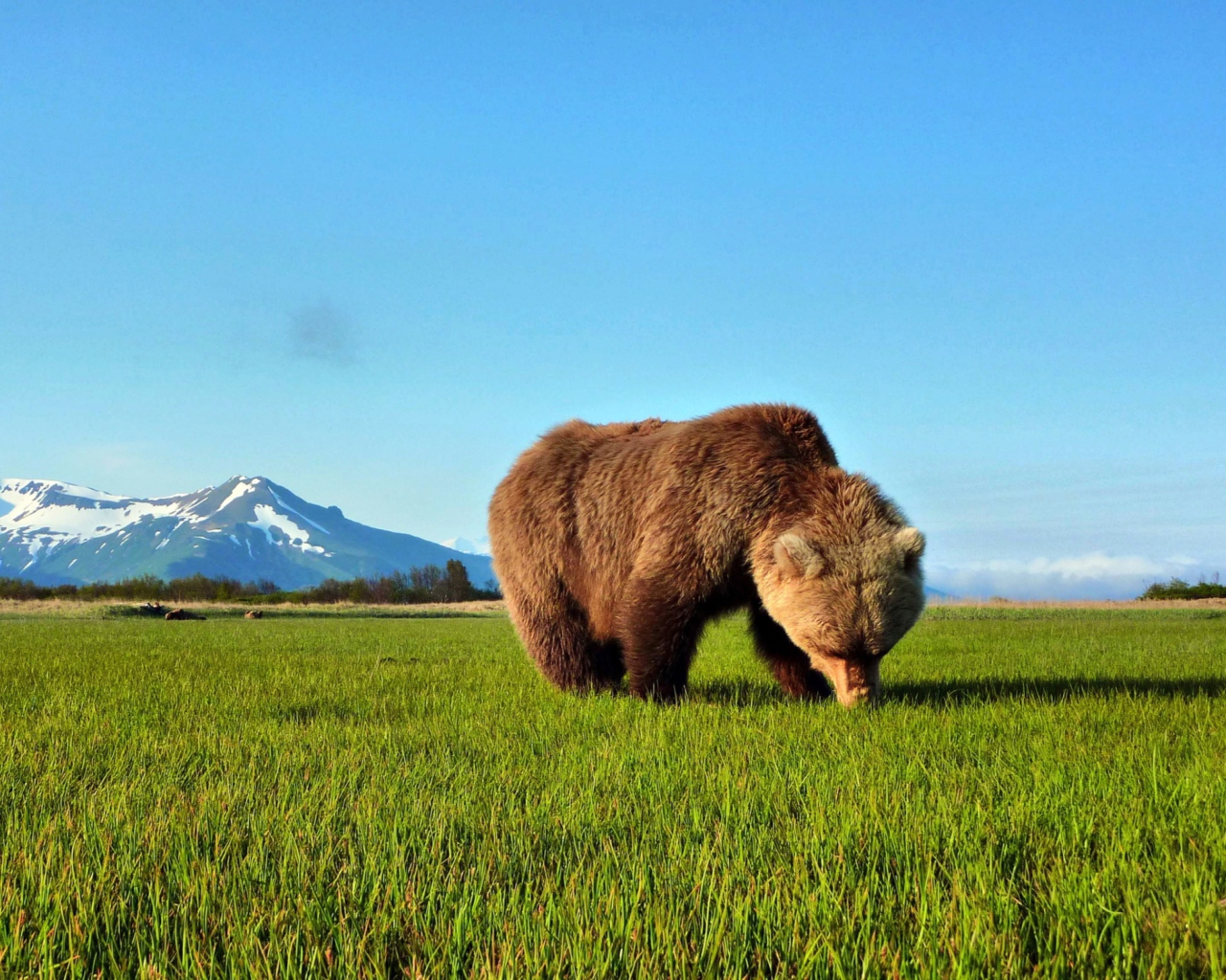 Screenshot №1 pro téma Bear Sniffing The Grass 1280x1024