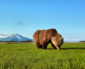 Screenshot №1 pro téma Bear Sniffing The Grass 176x144