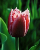 Fondo de pantalla Pink Tulip 128x160