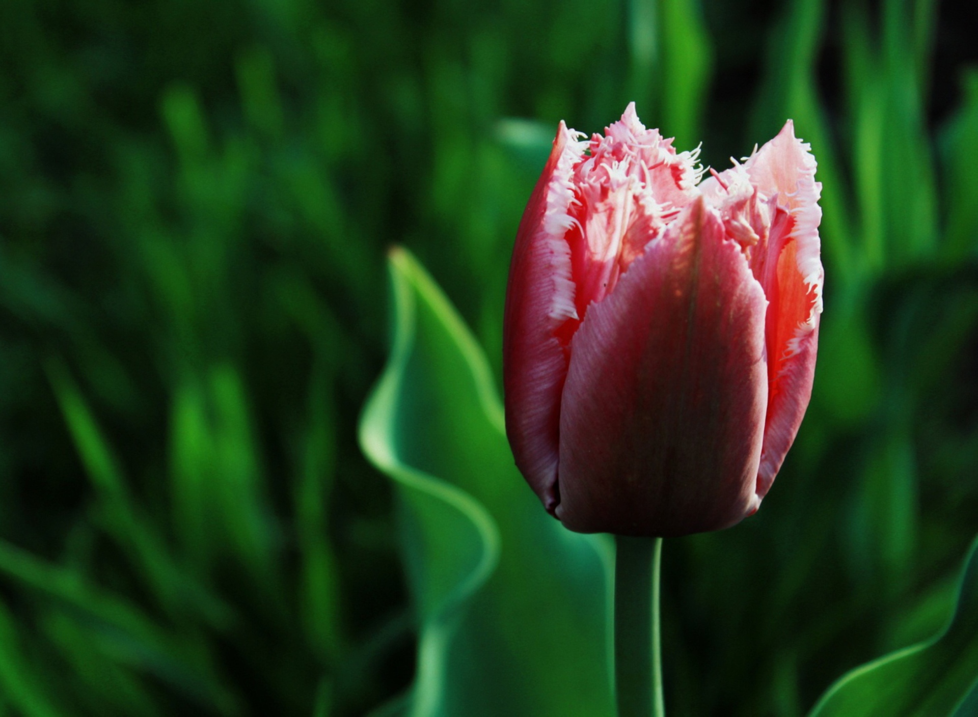 Pink Tulip screenshot #1 1920x1408