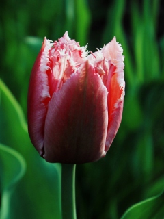 Das Pink Tulip Wallpaper 240x320