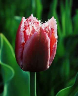 Pink Tulip - Obrázkek zdarma pro Nokia X1-00