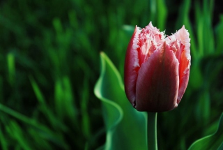 Pink Tulip - Obrázkek zdarma pro 2560x1600