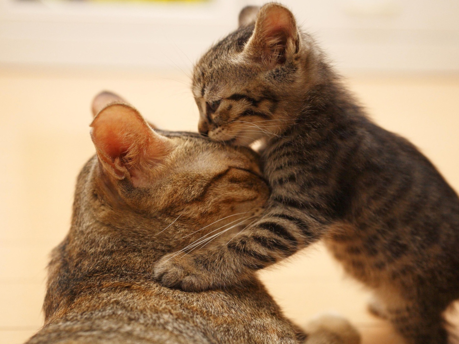 Kitten's Kiss wallpaper 1600x1200