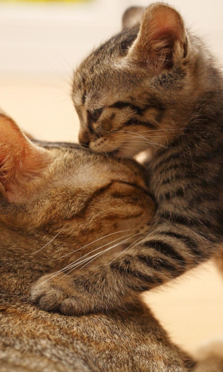 Kitten's Kiss wallpaper 768x1280