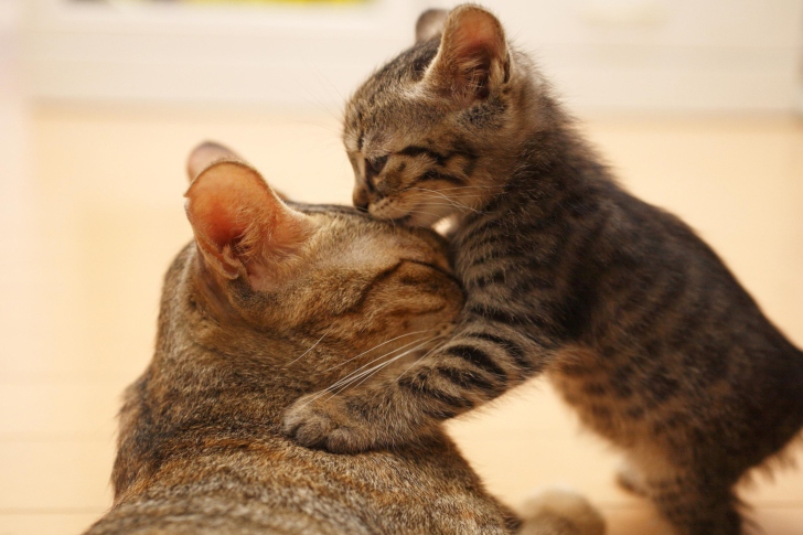 Sfondi Kitten's Kiss