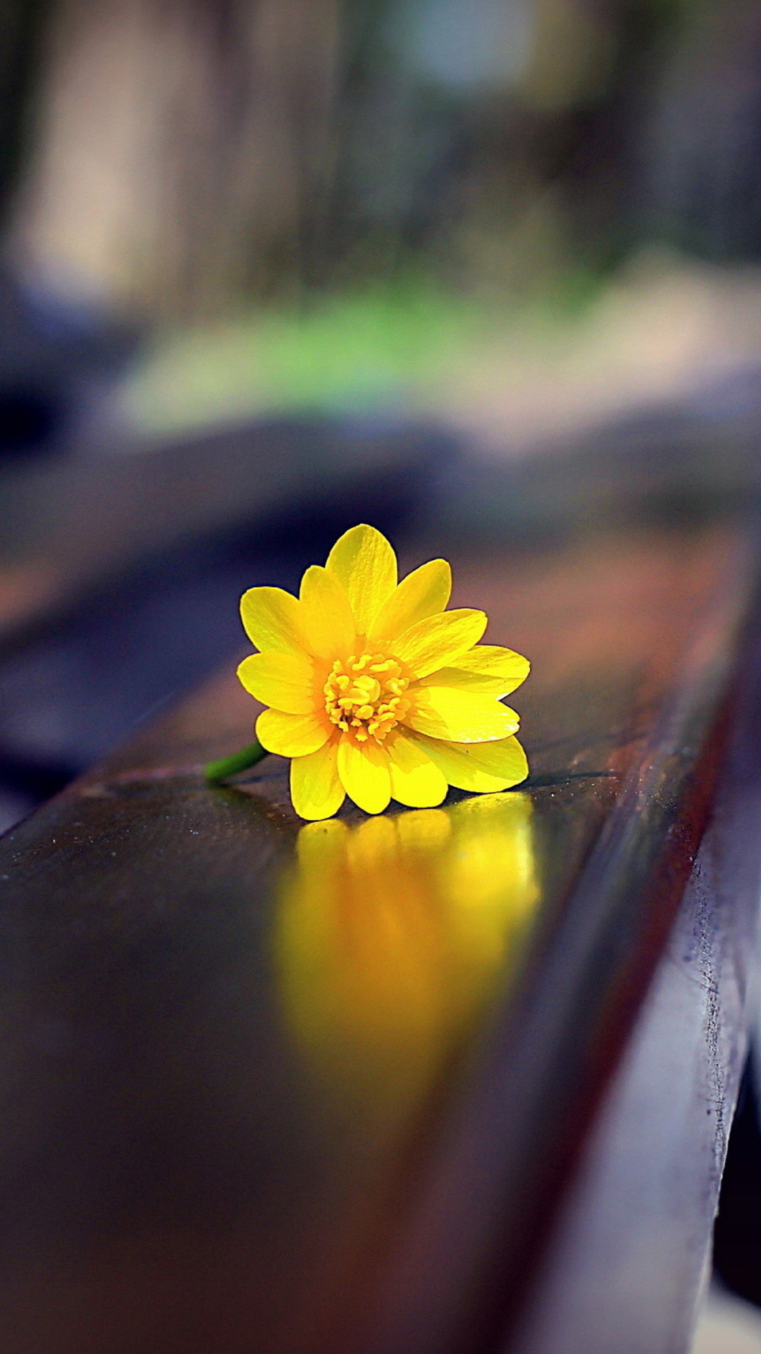 Fondo de pantalla Yellow Flower On Bench 1080x1920