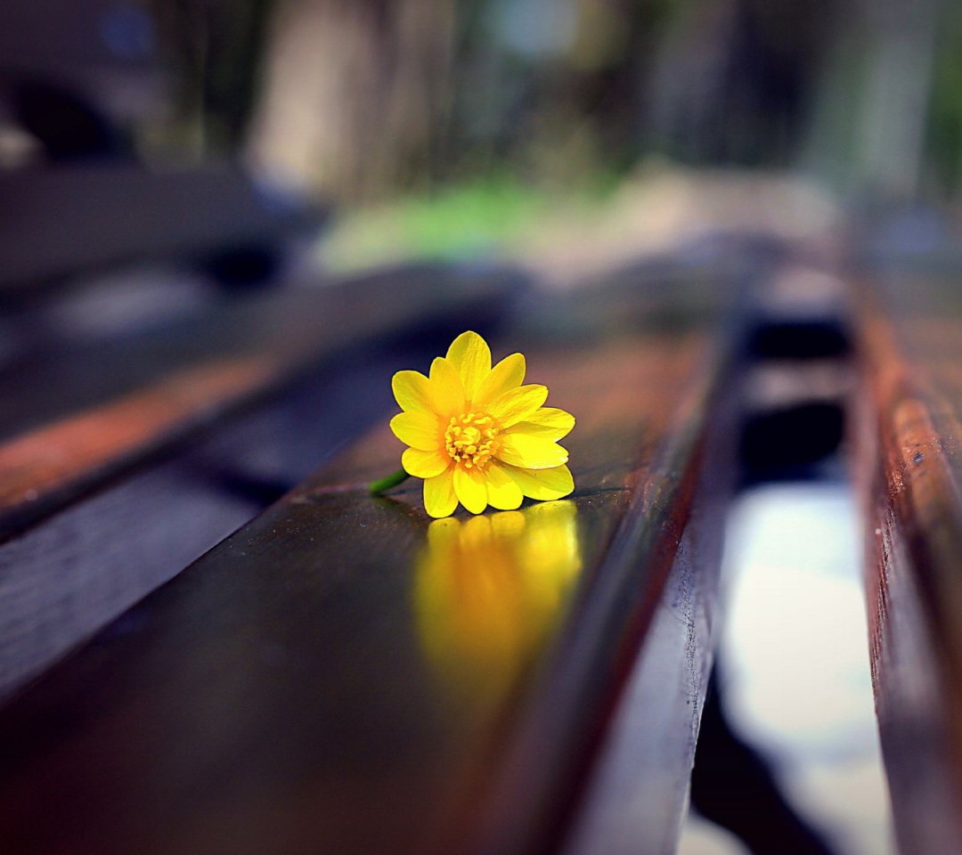 Screenshot №1 pro téma Yellow Flower On Bench 1080x960