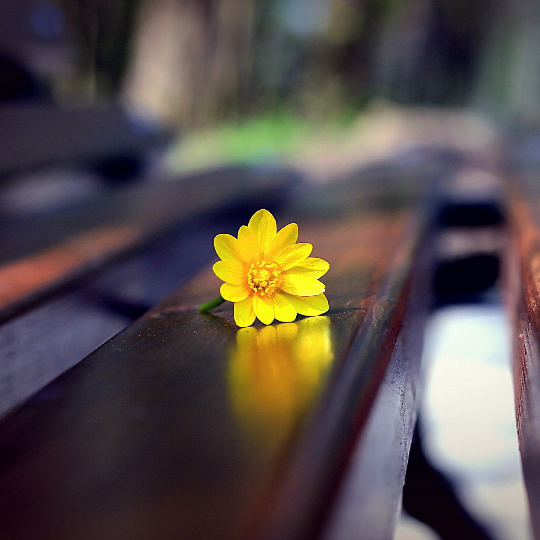 Fondo de pantalla Yellow Flower On Bench 2048x2048