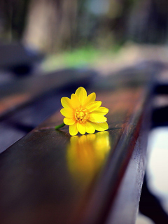 Fondo de pantalla Yellow Flower On Bench 240x320