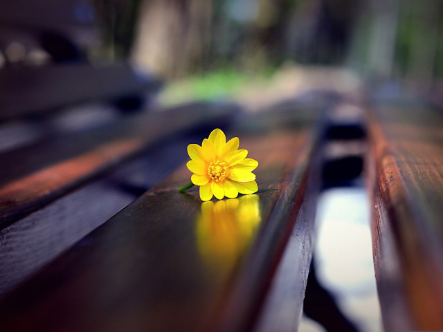 Sfondi Yellow Flower On Bench 640x480