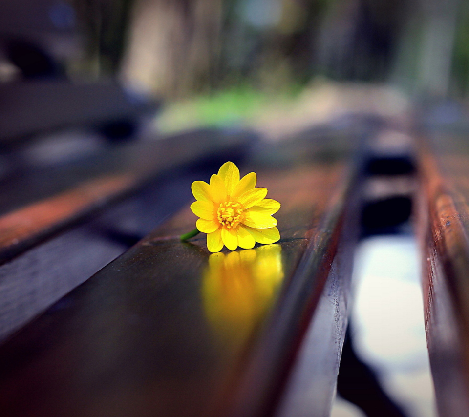 Yellow Flower On Bench screenshot #1 960x854