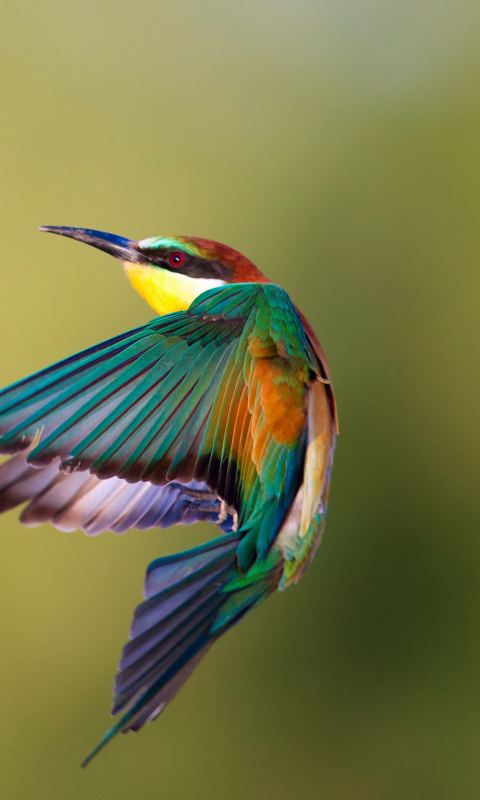 Обои Golden Bee-Eater 480x800